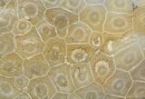 Polished Fossil Coral (Actinocyathus) Bowl - Morocco #45224-2